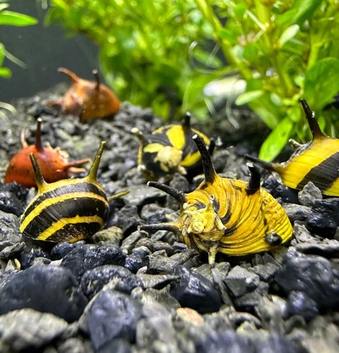Horned nerite snails - 3,