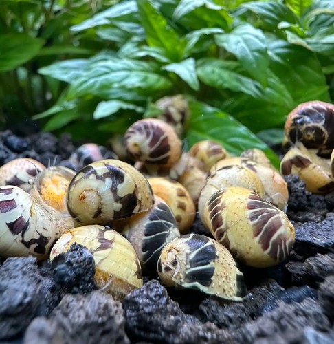 Pumpkin bumblebee nerite - 3,