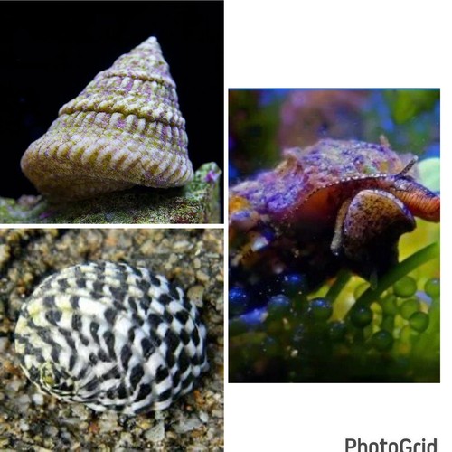Pack mixed saltwater reef - mixed,