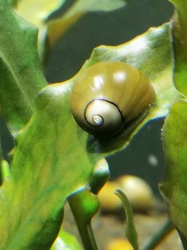 Live freshwater olive - freshwater,