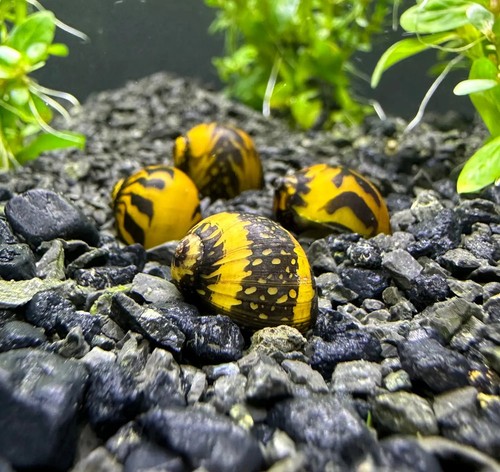 Yellow racer nerite - racer, snails