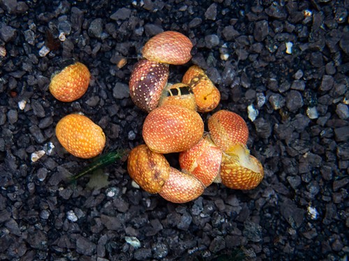 Pink lady nerite - nerite, snail