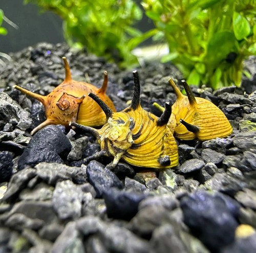 Yellow thorn nerite snails - nerite,