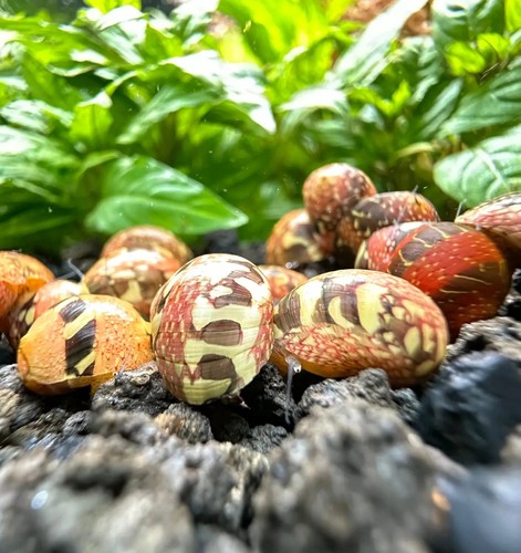 Striped red pumpkin - red, nerite