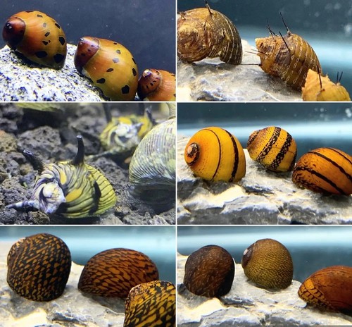 Nerite snails specific - nerite,