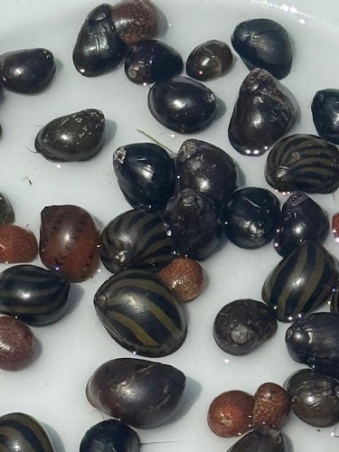 Nerite snails mixed - nerite, |