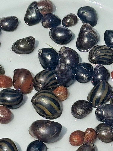 Nerite snails mixed pack - 20,