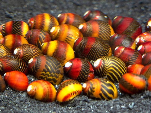 Red racer nerite - racer,