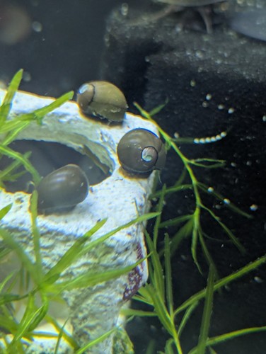 Live olive nerite snails - live,