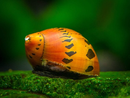 Tiger nerite snails neritina - tiger, (neritina