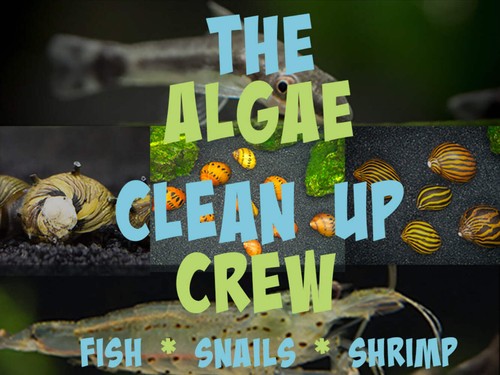 The algae clean crew - the,