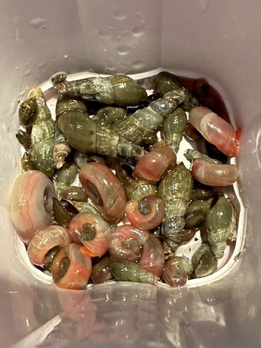 Assorted aquatic snails - 25+,